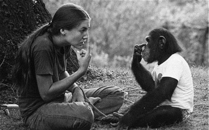 Шимпанзе Уошо и Беатрис Гарднер